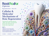 Dental stem cells and the cellular logic of Alveolar bone regeneration